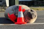 Neil the Seal has a thing for traffic cones.