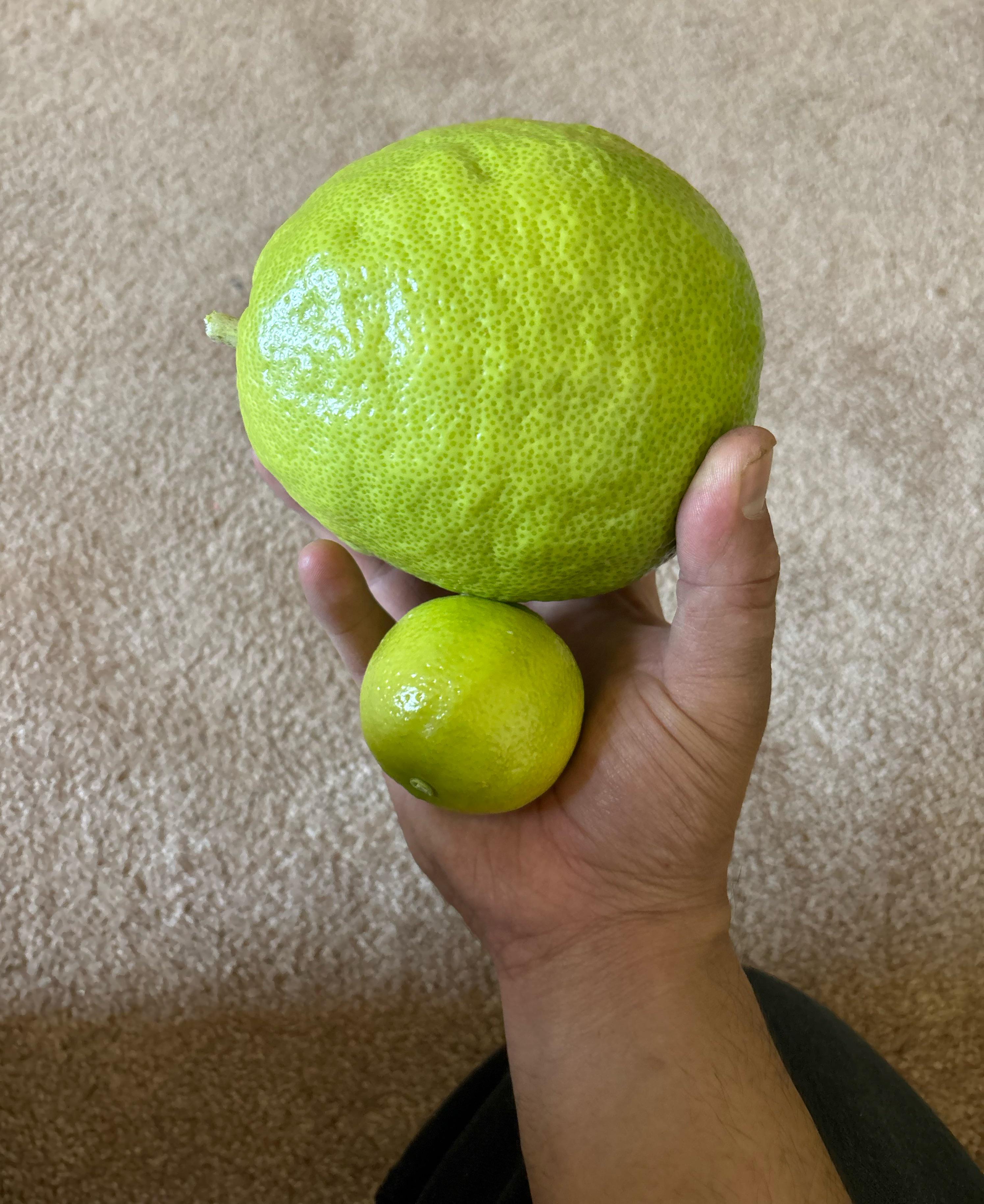 r/mildlyinteresting - The lime that I picked at the right time vs. the lime that was hiding from being picked