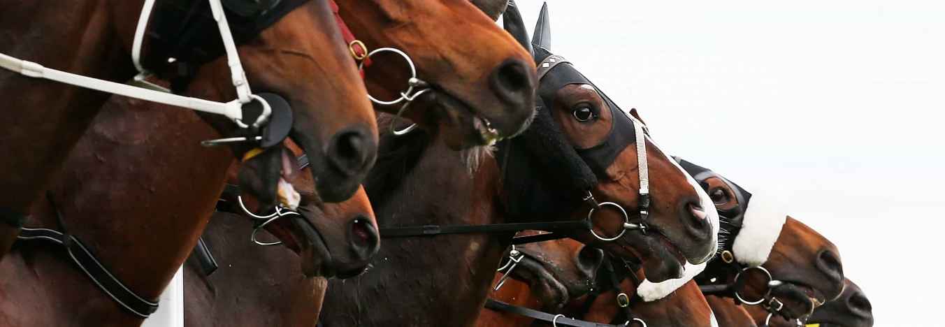 Melbourne Cup 2023 Horses