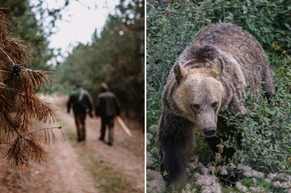 Man versus bear?