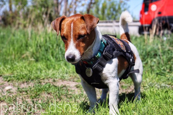 Patron is a Jack Russell Terrier, a Ukrainian sniffer dog, and a heroic favorite of Ukrainians. He is the mascot of the Chernihiv sappers of the State Emergency Service of Ukraine and the first dog in history to be awarded the title of Goodwill AmbassaDOG by UNICEF