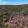 Dying trees are evident in the jarrah forests in WA.