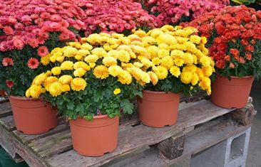 Chrysanthemum Flowers