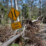 ‘Forest gardening’: Stoush over Aboriginal corporation’s land management