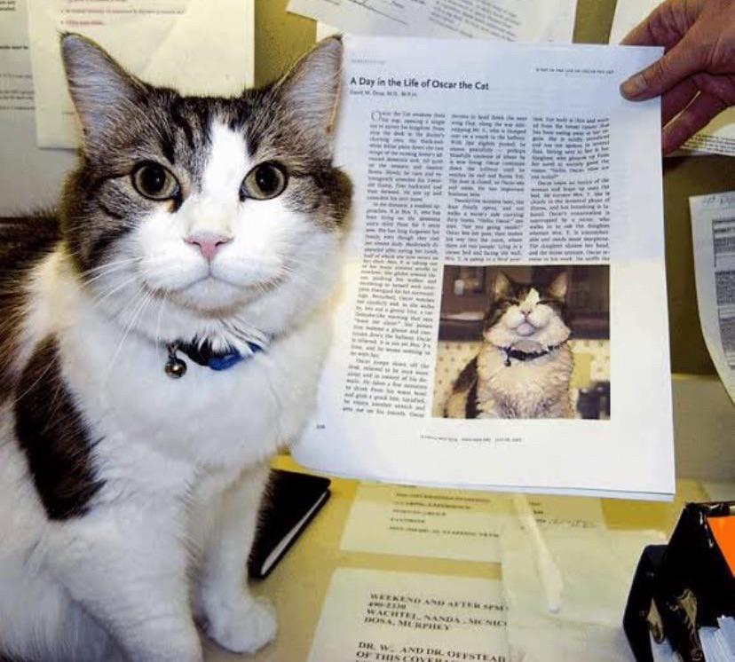 r/Catswithjobs - This is Oscar, a cat that was adopted by an old folks home that correctly predicted the deaths of over 100 residents by spending time with them when he sensed they were in their last moments (more details in comments)