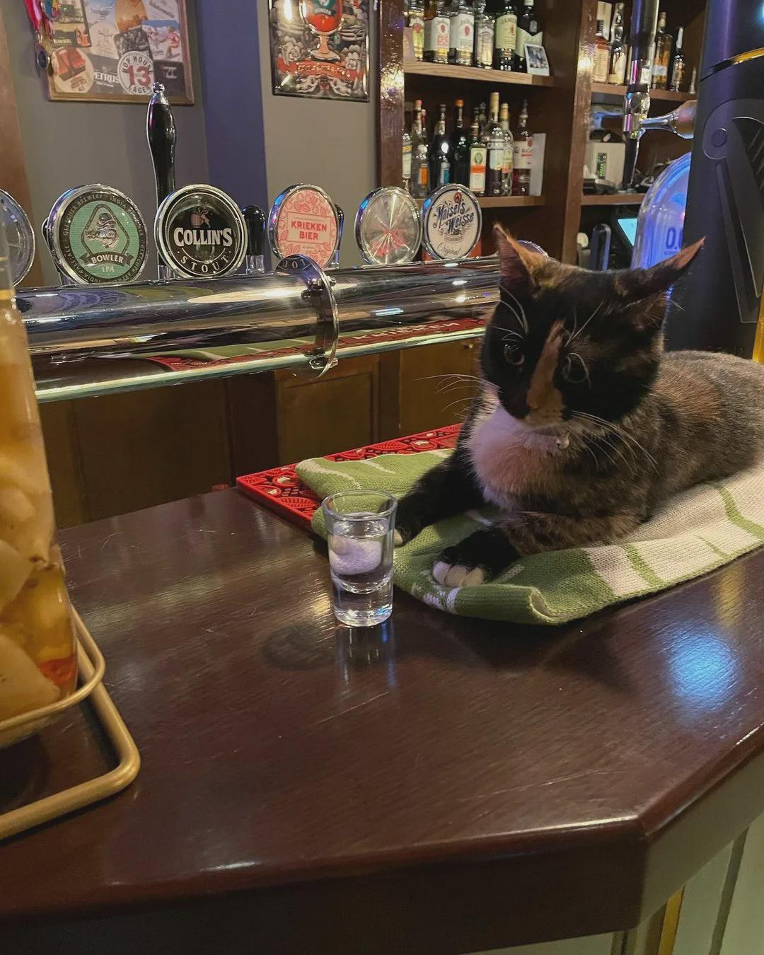 r/Catswithjobs - bartender