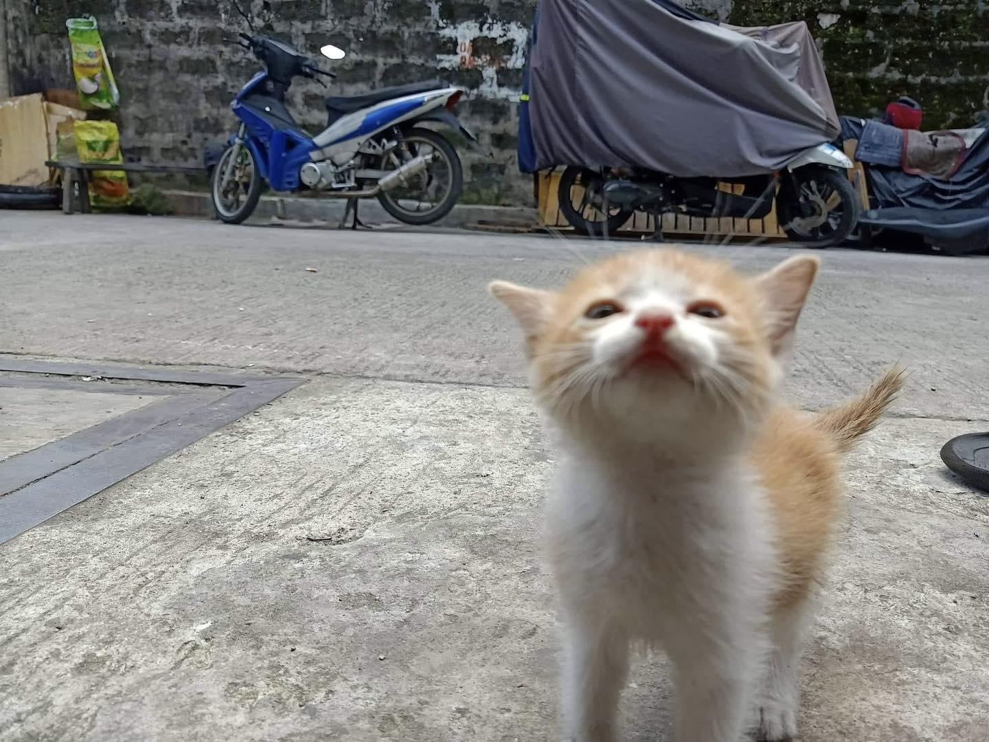 r/OneOrangeBraincell - this baby orange approached me today :)