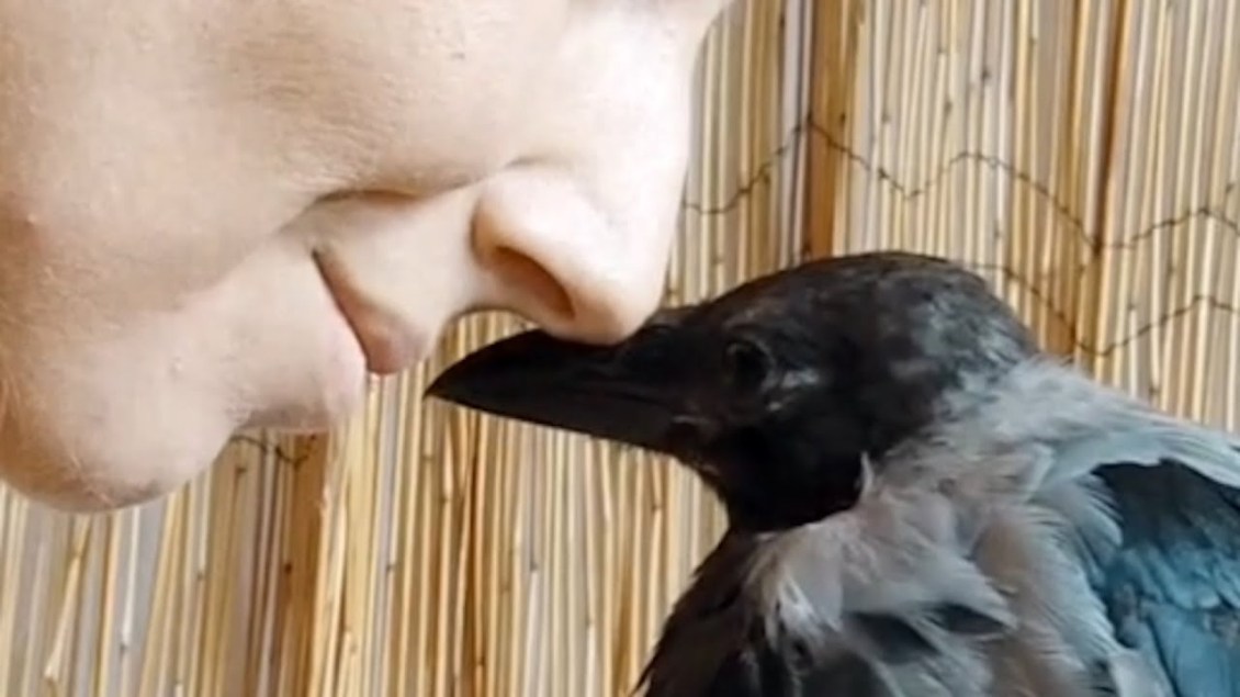 Cuddly Crow