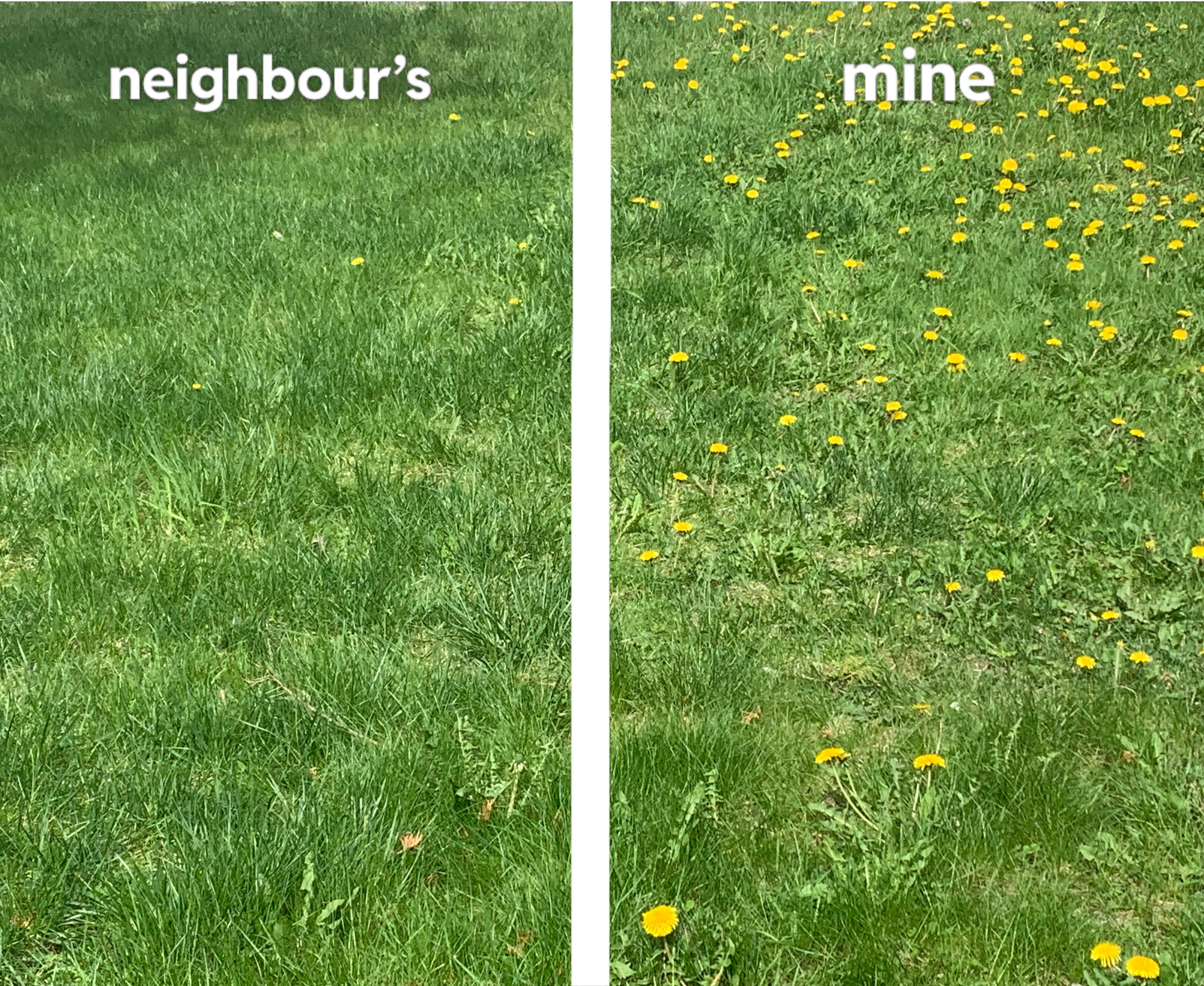 r/mildlyinteresting - The amount of dandelions on my neighbours lawn vs my lawn (we get equal sun)