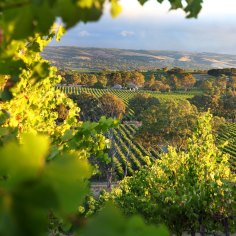 McLaren Vale in South Australia is a wine region beautiful vineyards. McLaren Vale in South Australia is a wine region with beautiful vineyards.
iStock image downloaded under the Good Food team account (contact syndication for reuse permissions).