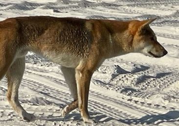 Authorities are investigating the death of a dingo on K&#x27;gari after a man allegedly used a spear gun on the island.