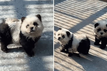 A Chinese zoo has come under fire after dogs dyed black and white were displayed to resemble pandas. 