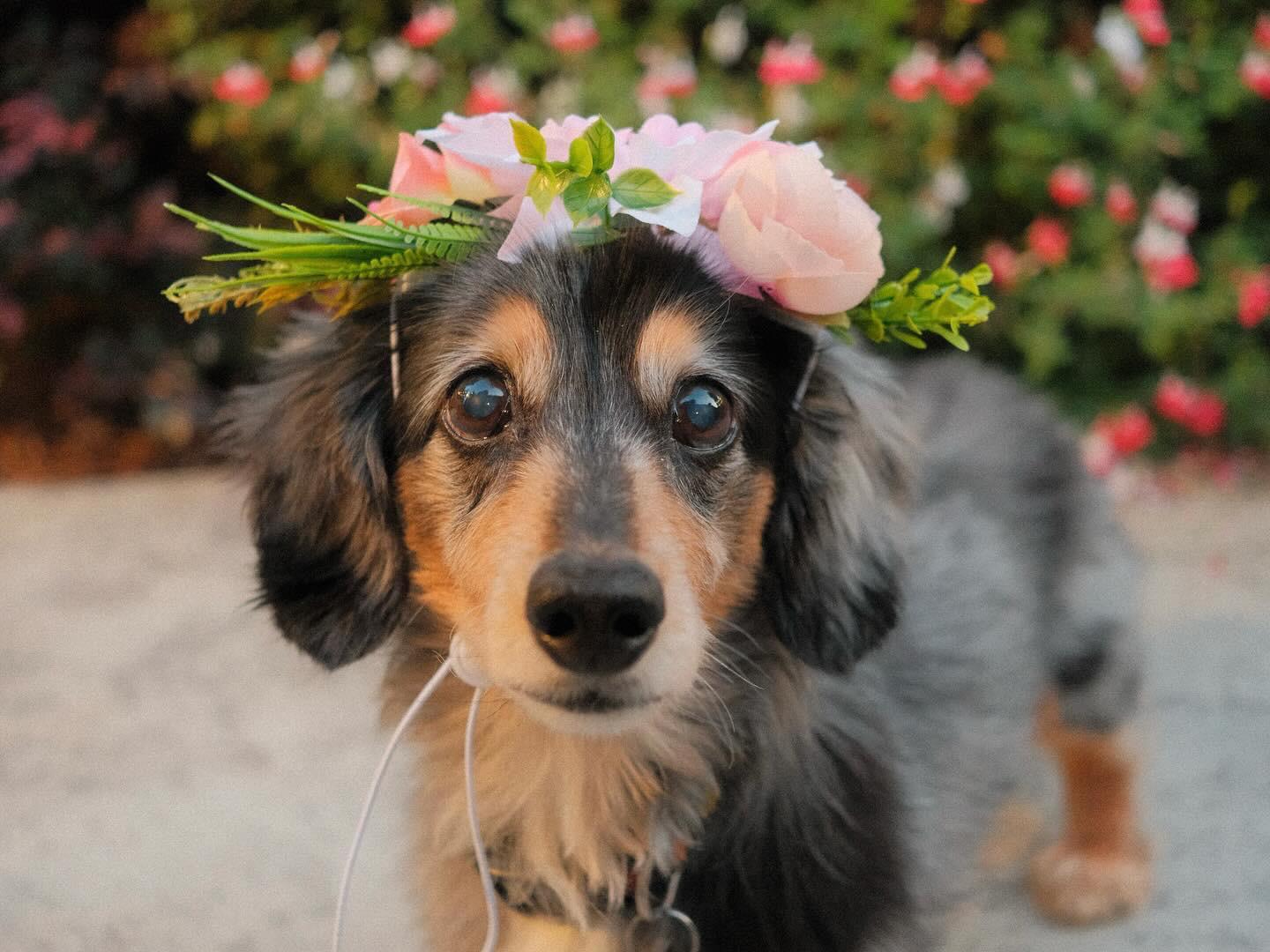 r/aww - My dachshund turned 15 today, so here she is in her quinceañera flower crown.