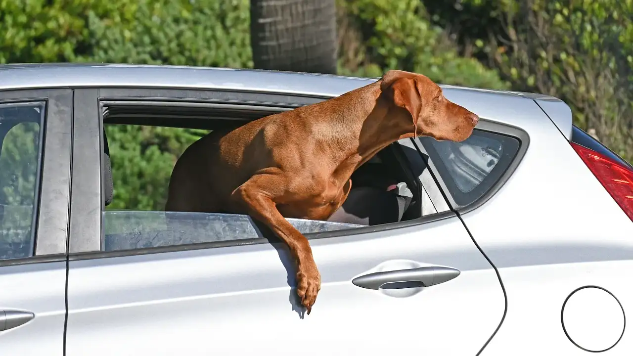 Can a car get towed with a dog in it?