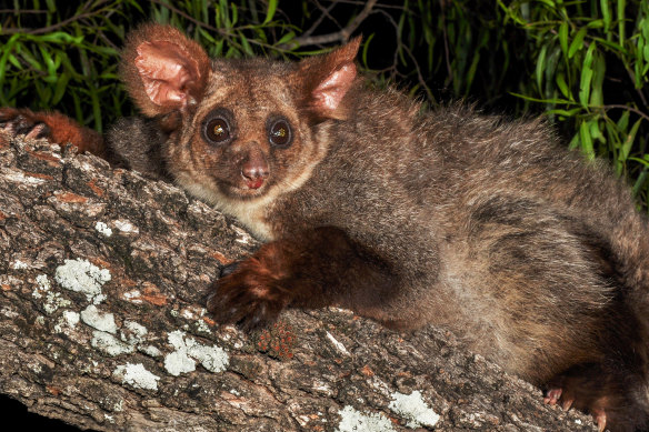 Greater gliders were in 2022 listed as endangered.