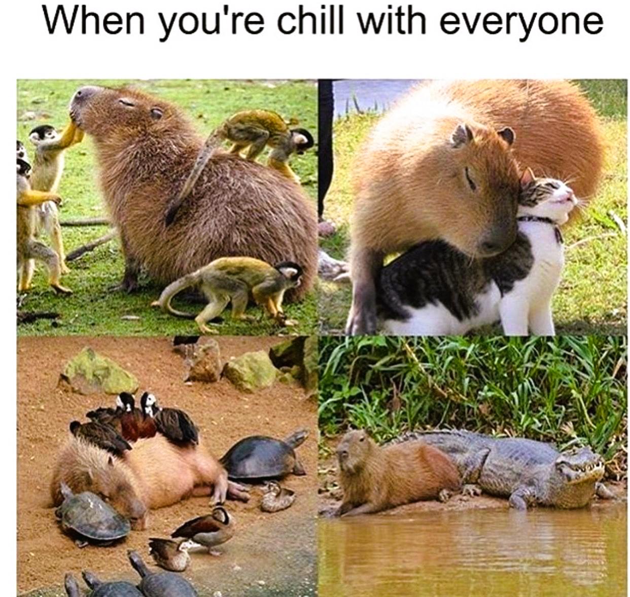 r/wholesomememes - Overly social capybara