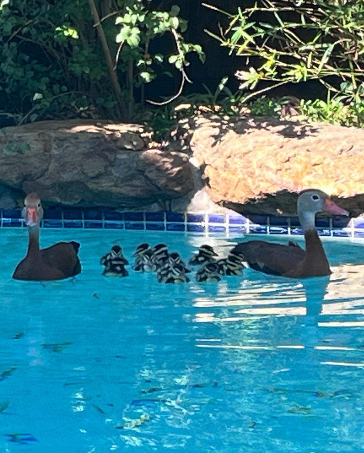 r/aww - A family of ducks have moved into our pool.