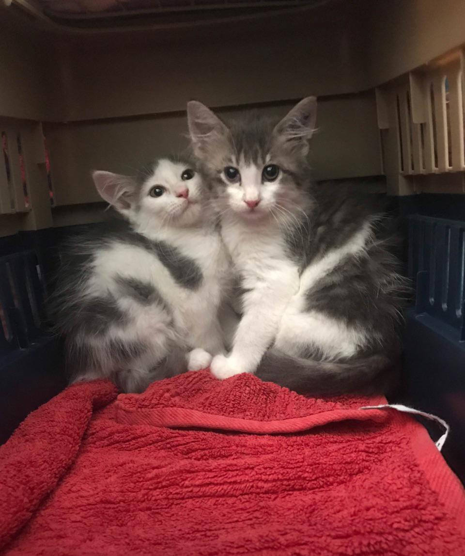 r/aww - We went to bring one into our home (the boy on the left) but his sister was too beautiful not to fall in Love with 😻 Now they spend their life together 