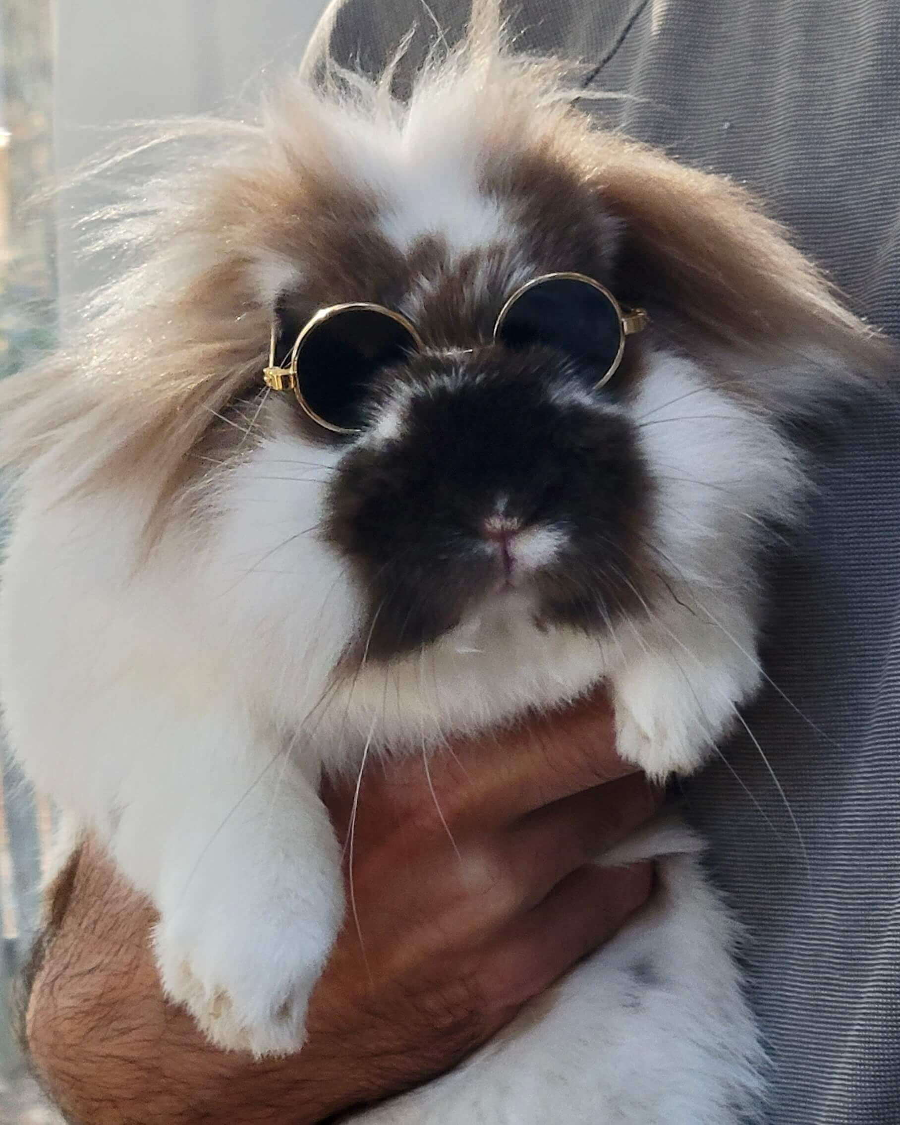 A photo of a long haired rabbit wearing round, gold spectacles.