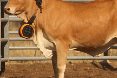 A virtual fencing trial helping moooove cows along.