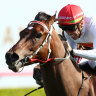 Ashley Morgan wins on Hard To Say at Randwick on Melbourne Cup day.