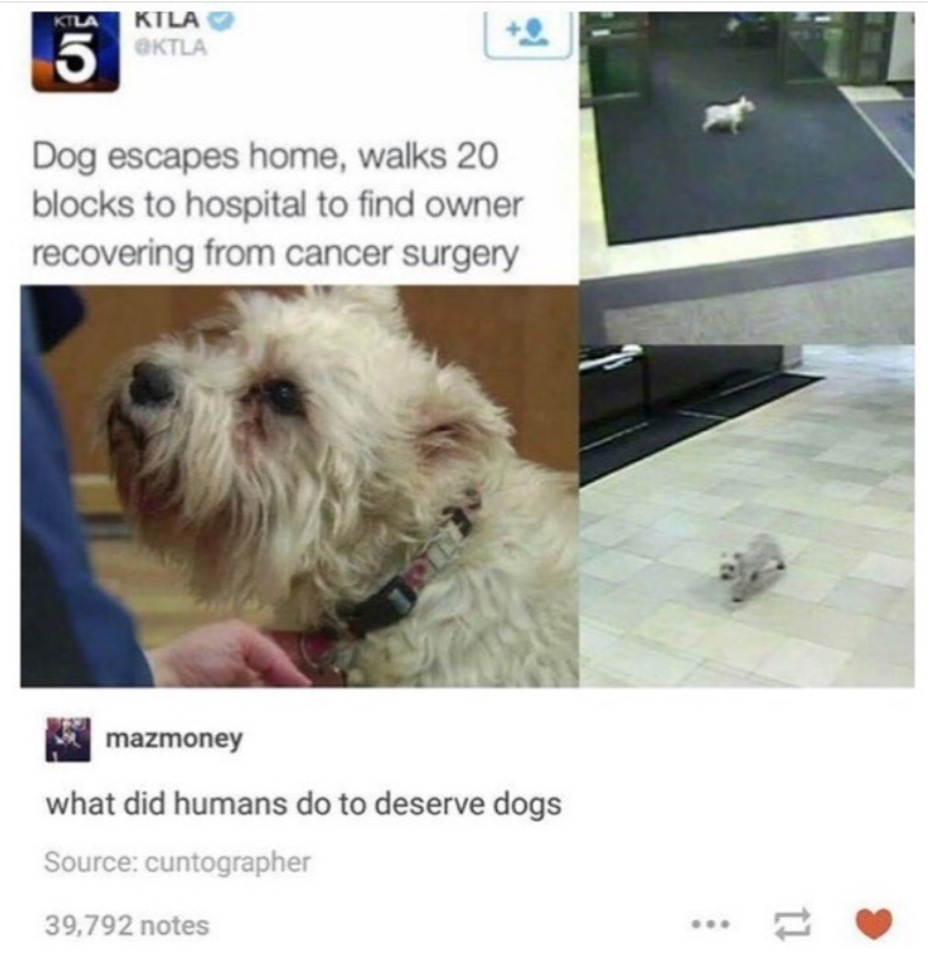 r/wholesomememes - They're Absolutely Fantastic!