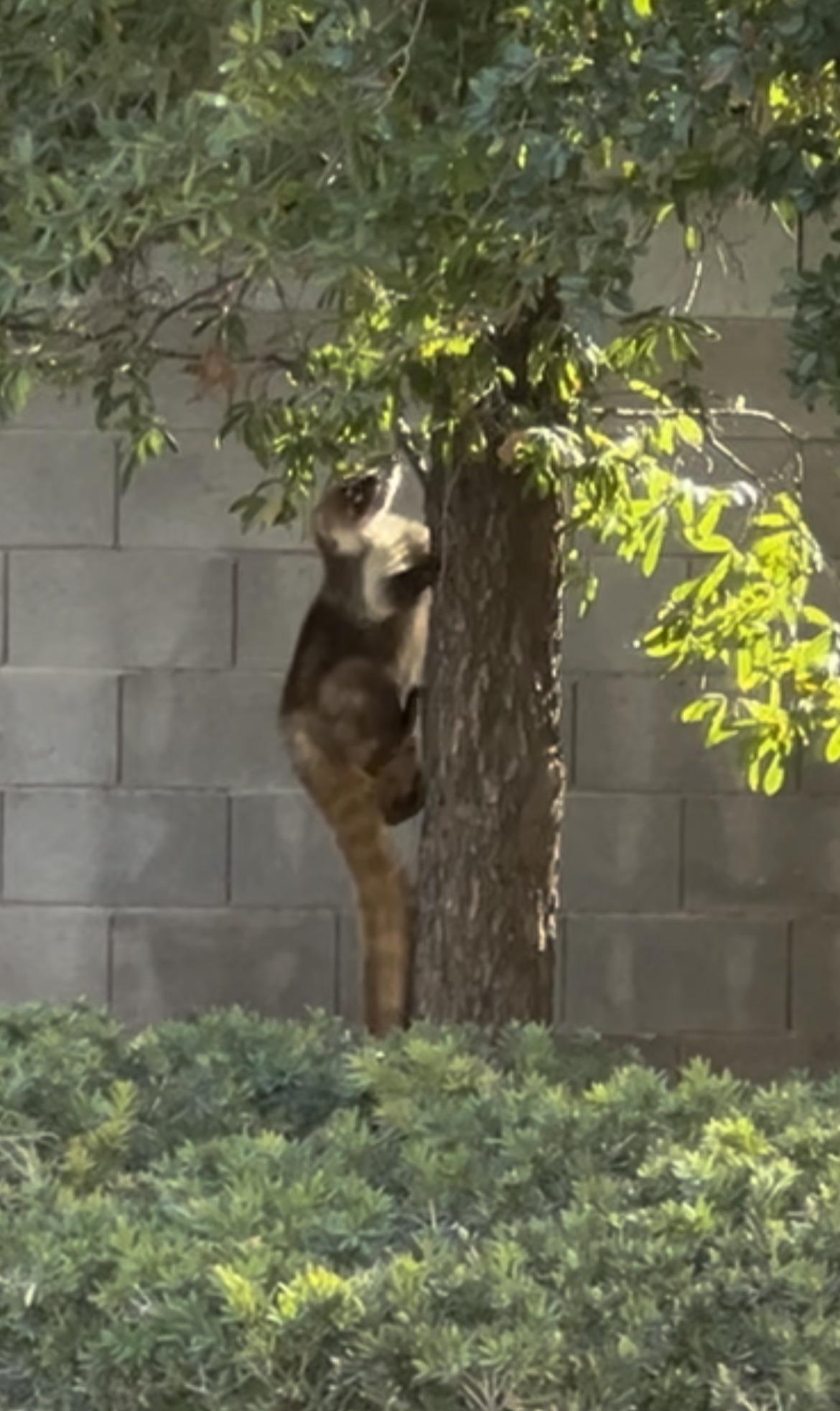 r/arizona - Coatimundi in my yard in Phoenix, help!