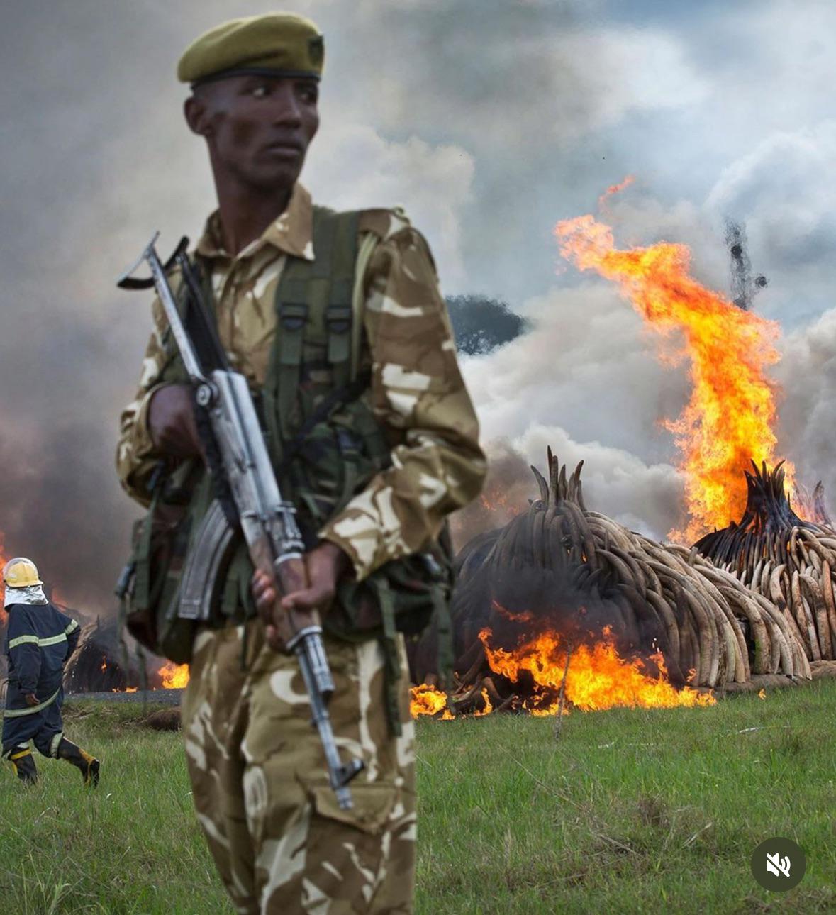 r/Damnthatsinteresting - $105M of illegal smuggled ivory gets burned by the Kenyan Wildlife Service