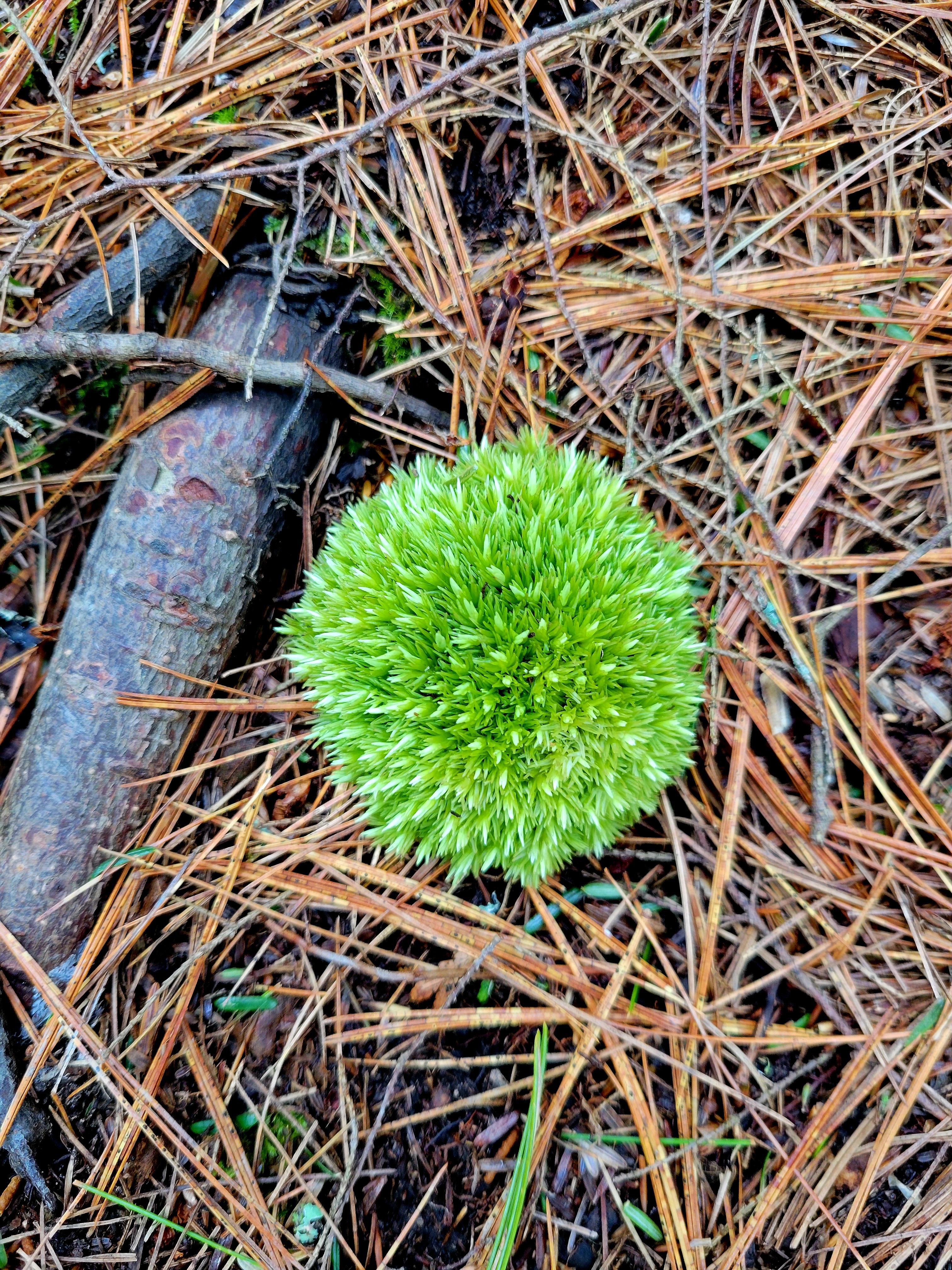 r/oddlysatisfying - This perfectly round ball of moss I found on a hike today