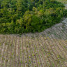 To save the Amazon, a project is making sure cattle farmers earn another living