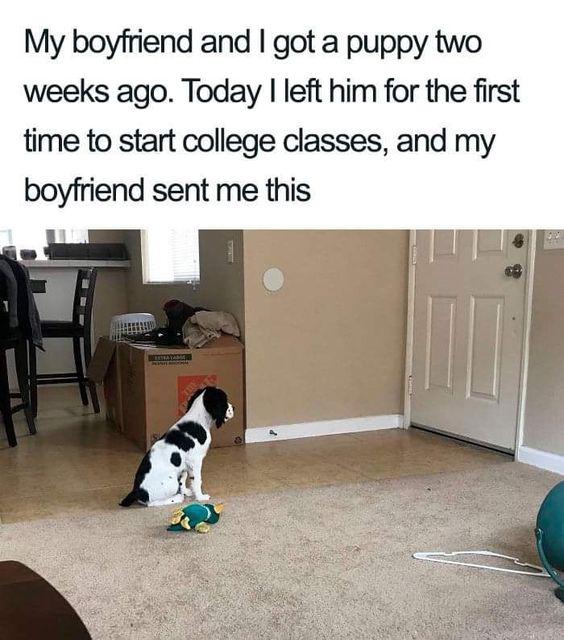 r/wholesomememes - Such a loyal and adorable puppy