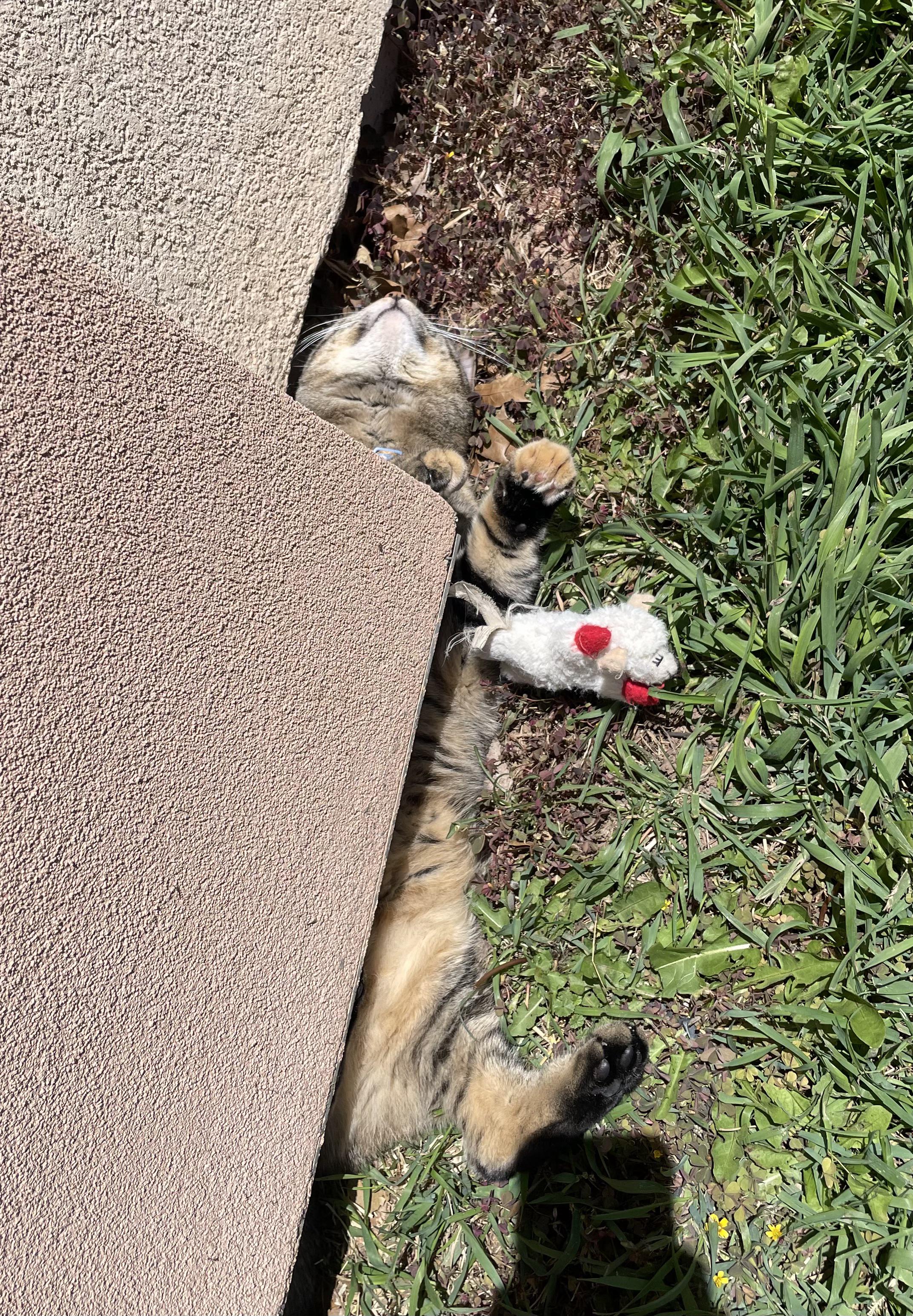 r/cats - can her toe beans get sunburned, and should I apply SPF? 