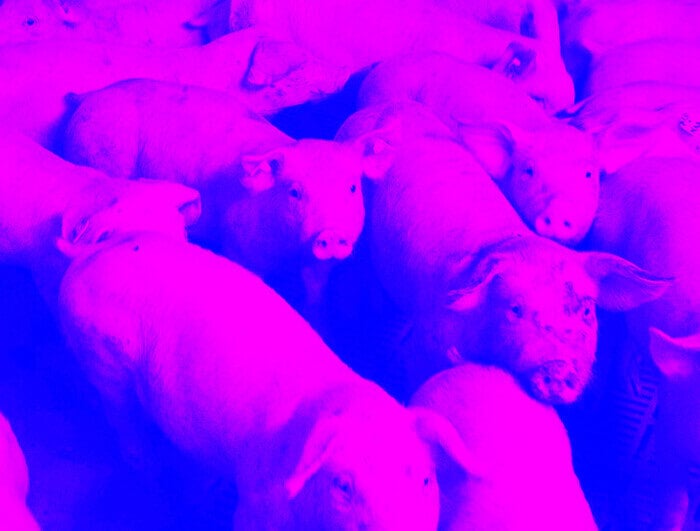 Pigs crowded into an indoor pen