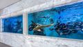 Buyers in for a shock at Aussie shark tank home