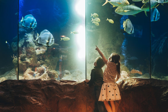 Aquariums suddenly seem far more wonderous when you visit with kids.