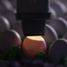 An egg is examined to check its suitability for injecting it with a sample of the H5N1 bird flu virus during a demonstration in a laboratory at The Pirbright Institute in the UK last year.