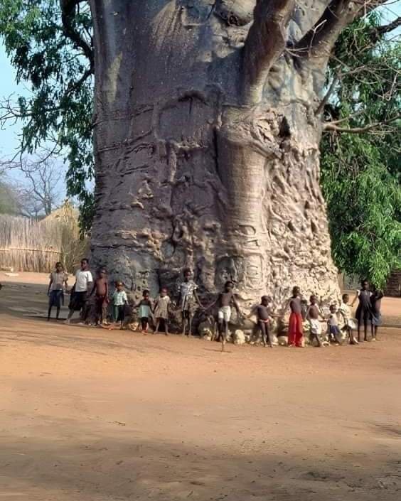 r/BeAmazed - 2,000-year-old tree in South Africa called The Tree of Life. The Baobab tree.