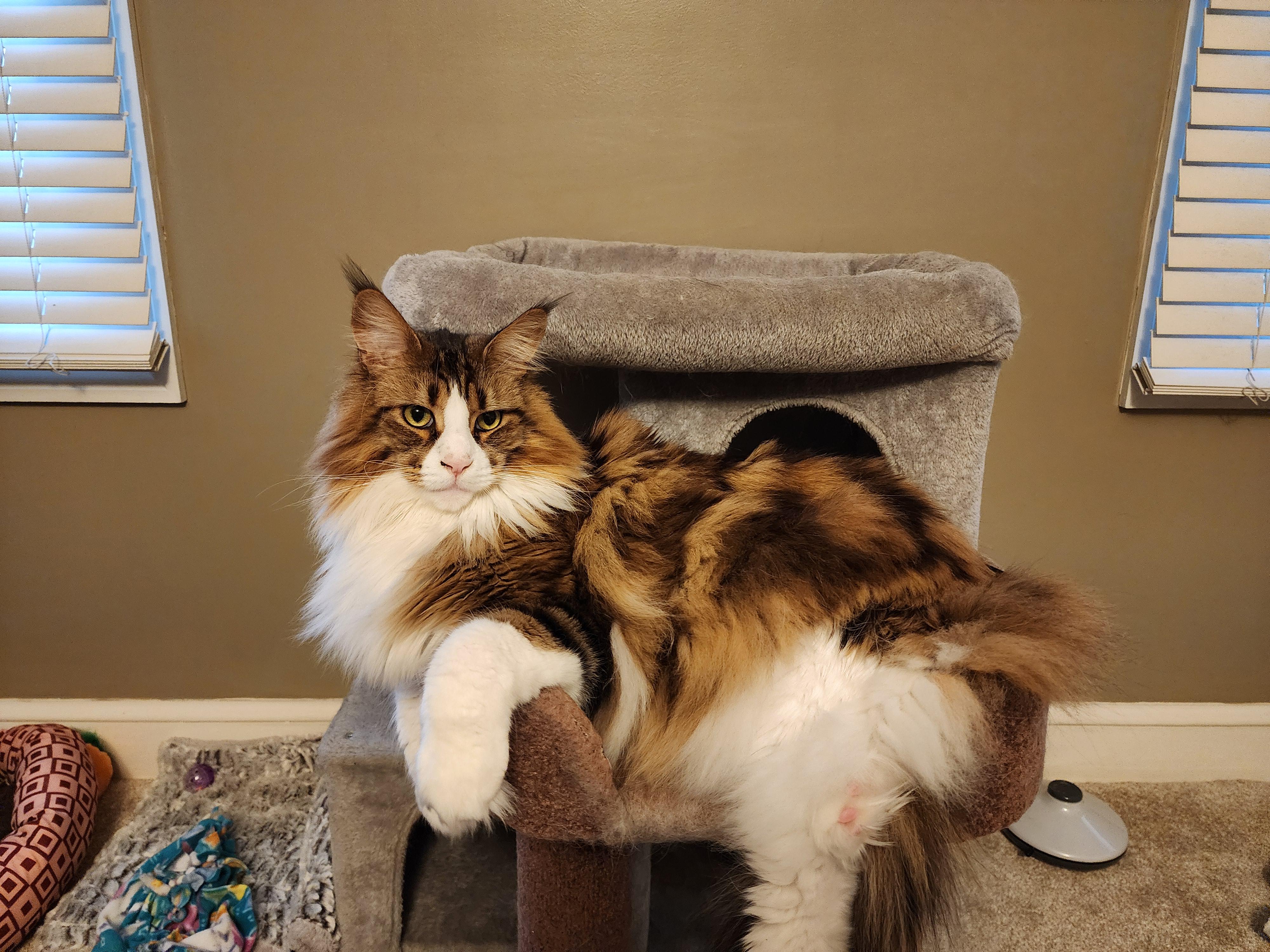 r/aww - My 25lb Maine Coon still prefers the "normal" cat bed over the big one we bought him