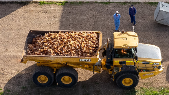 About 560,000 chickens have now been slaughtered in an effort to curb the latest avian flu outbreak.