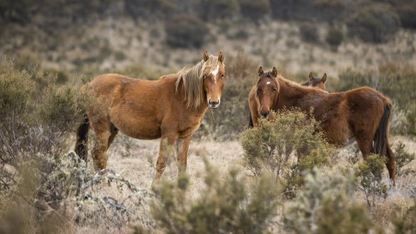 Feral horses in Kosciuszko National park. 