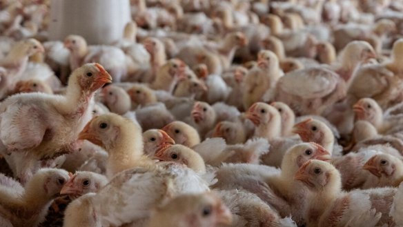 A highly pathogenic form of bird flu can emerge when it mutates within high-density poultry flocks.