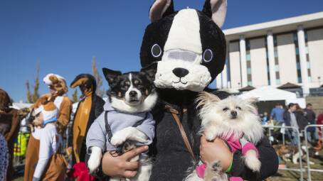 Join all the fun of the Million Paws Walk in Canberra on Sunday. Picture by Sitthixay Ditthavong