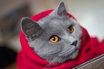 Cat in winter