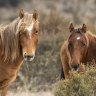 Feral horses in Kosciuszko National park. 