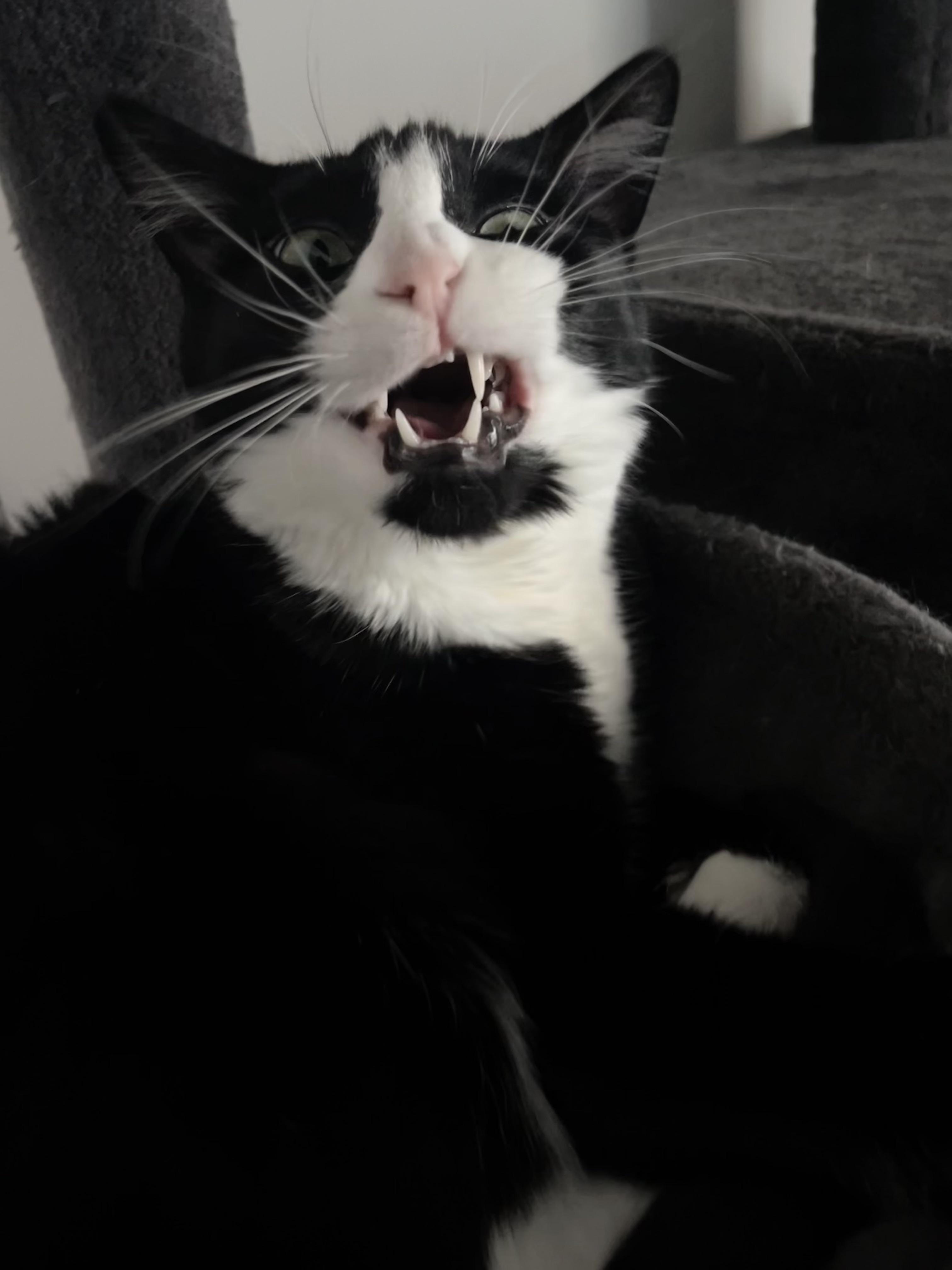 r/cats - My tuxedo’s name is Ham. What did you name your tuxedo?