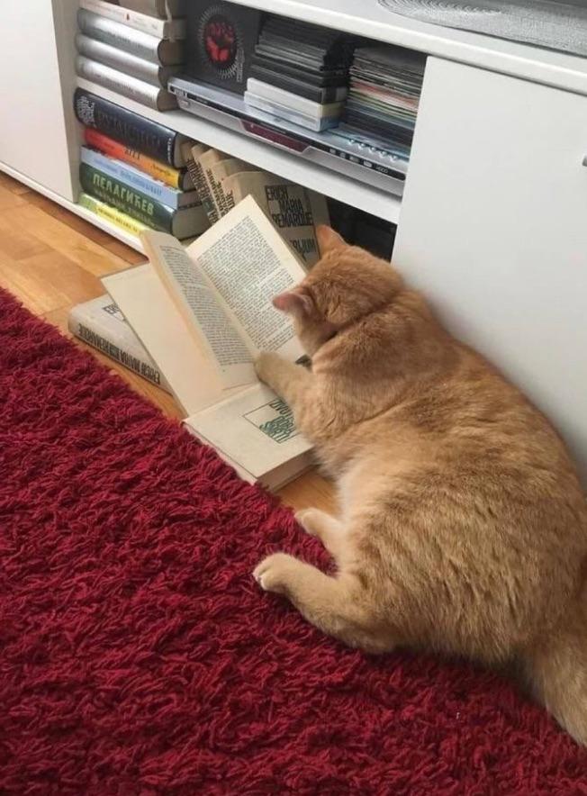 r/cats - His ass is NOT reading 🗣️🗣️🗣️🔥🔥🔥