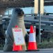 Lonely Neil the Seal now in danger of being loved to death