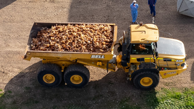 400,000 dead chickens: Bird flu outbreak at Victorian farm spreads to second location