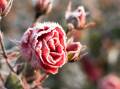 Canberra winters are spectacular. Picture Shutterstock