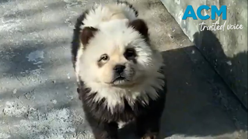 Visitors expecting to see pandas were left disappointed when the exhibit was filled chow chow dogs dyed black and white.